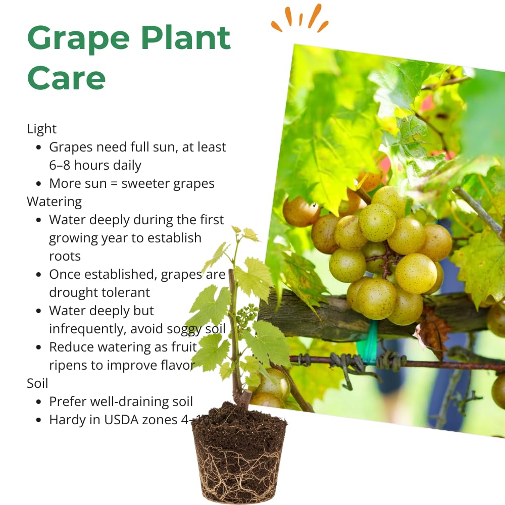 Bronze Grape Vine Live, 5-9" Tall Well-Rooted for Outdoor Gardens, Hardy Grape Fruit Perennial, No Pot