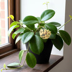 Hoya Plants Live Houseplants, Rare Green Hoya Plant Well Rooted in 3.25 Inches Pot, Perennial Vine Plant for Indoor Outdoor Planting