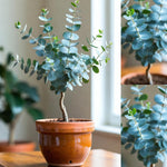 Baby Blue Eucalyptus Plant Live Indoor, Cold Hardy Eucalyptus Tree Live Plant and Fragrant Foliage, Starter Plants from 4 to 7 Inches Tall