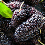 Mulberry Tree Live Plant, 5 to 8 Inch Tall, Sweet Mulberry Plant Live Seedling, No Pot, Edible Mulberries Fruit Tree Plant (Illinois Everbearing Mulberry)