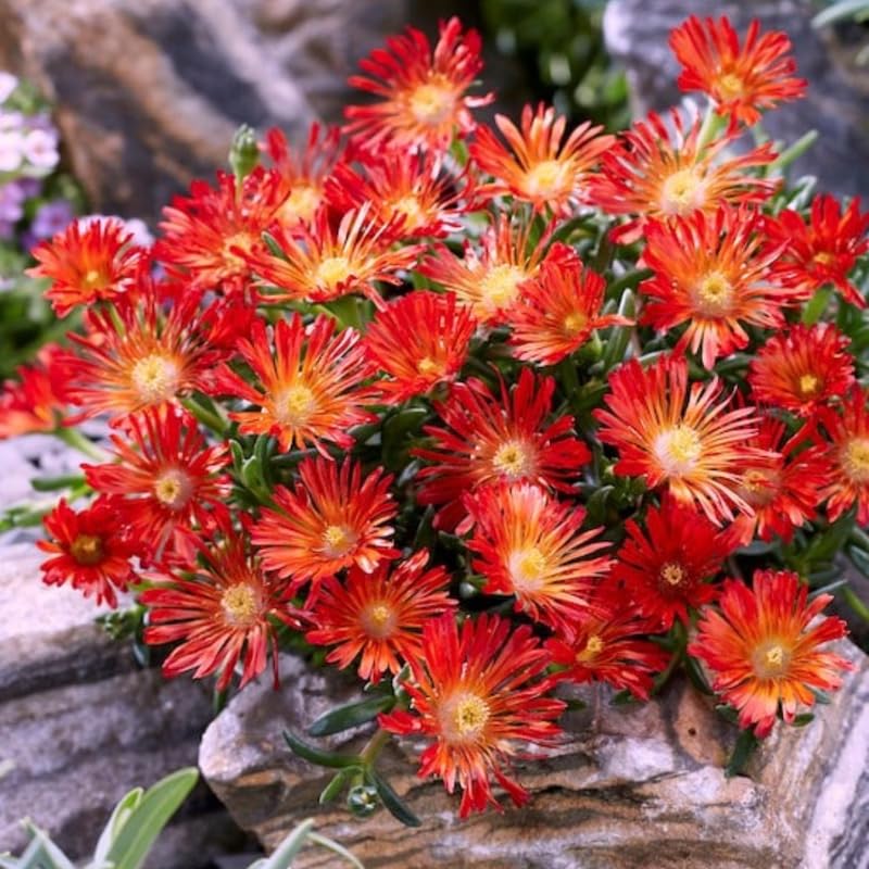 Red Delosperma Ice Plant, Hardy Perennial Succulent Live Plant, Ground Cover Outdoor Garden 5-10 Inches