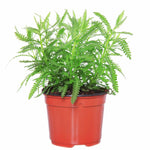 4 Spanish Lavender Plants Live for Outside Planting, Perennial Bloom, Live Lavender Plants 5–9 Inches Tall with Fragrant Flowers for Spring Growing