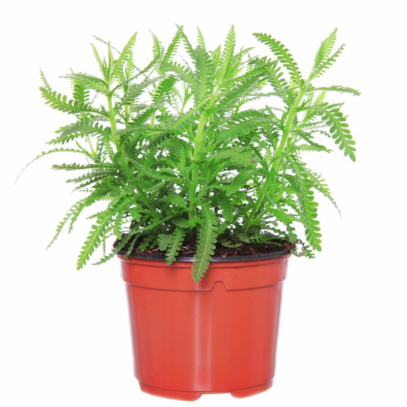 4 Spanish Lavender Plants Live for Outside Planting, Perennial Bloom, Live Lavender Plants 5–9 Inches Tall with Fragrant Flowers for Spring Growing