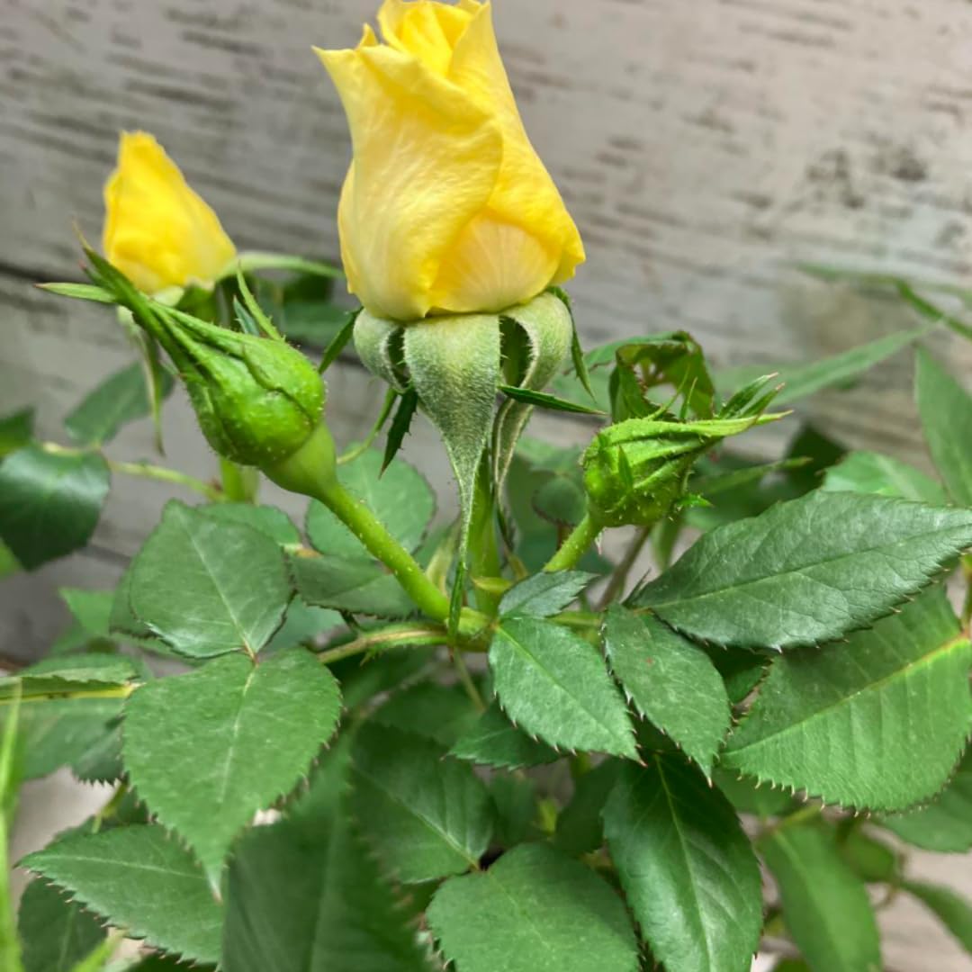 Rose Bushes Ready to Plant Outdoor, Bareroot 5-9 Inch Tall, Fragrant Rose Flower (Yellow Rose)