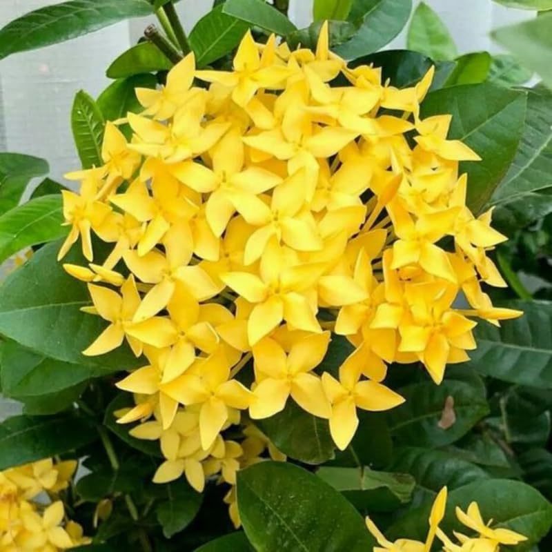 2 Yellow Ixora Live Plants, Well-Rooted Flowering Ixora Shrub Seedlings, 4-9” Tall, Tropical Ixora Bush for Indoor or Outdoor Garden