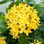 3 Yellow Ixora Plants Live, Flowering Ixora Bush Shrub, 5-9” Tall, Tropical Ixora Well-Rooted for Planting Home Garden