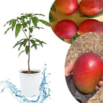 Irwin Mango Tree Live Plant, 8–12 Inch Tall in Pot, Sweet Hardy Mango Seedling Variety for Planting, Outdoor Fast-Growing