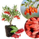 Live Goji Berry Plant, Sweet Goji Berry Plants, 4-6 Inches Tall, Edible Berry Shrub for Backyard Gardens, Patios and Home Growing
