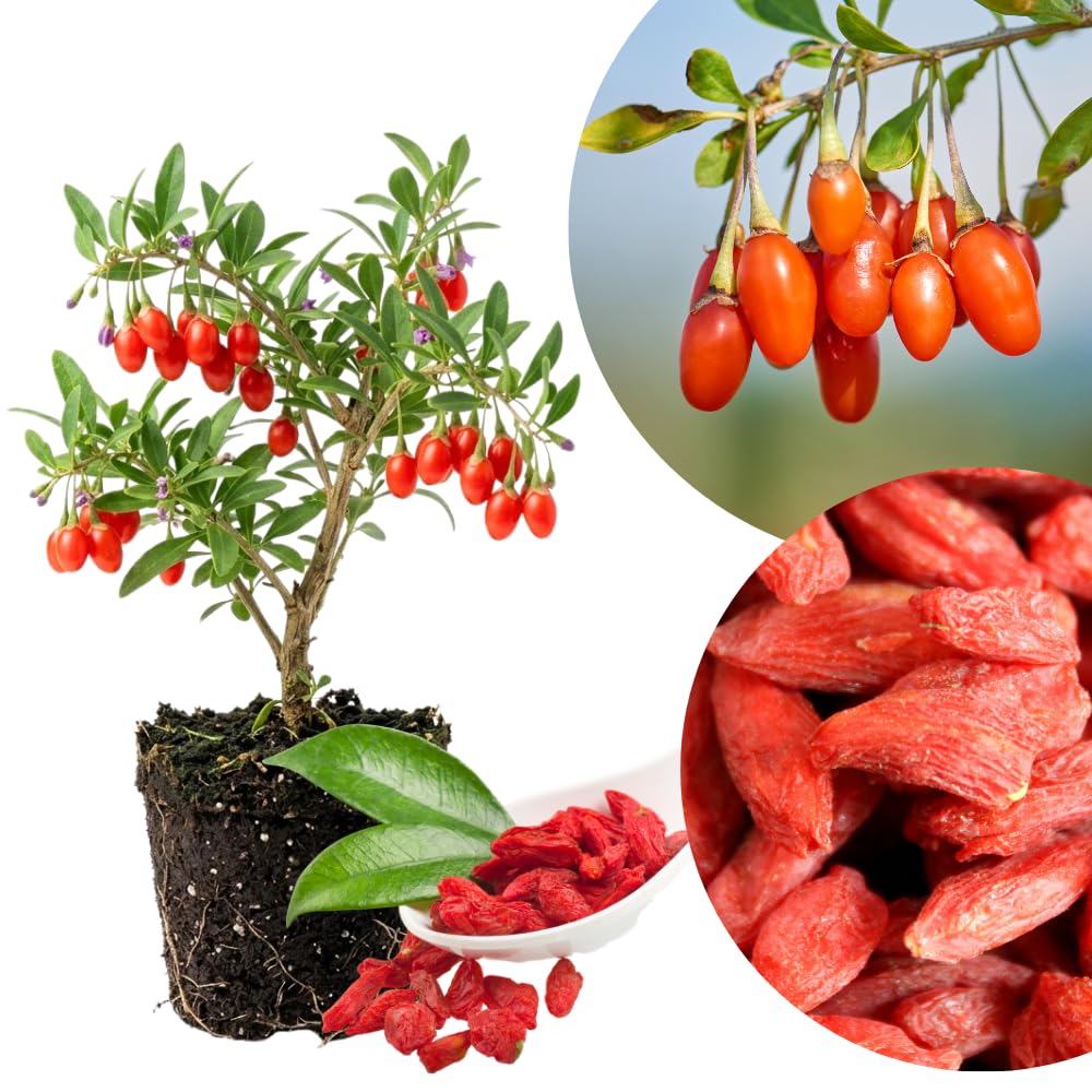 Live Goji Berry Plant, Sweet Goji Berry Plants, 4-6 Inches Tall, Edible Berry Shrub for Backyard Gardens, Patios and Home Growing