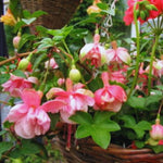 Set 2 of Fuchsia Plants Live, Pink Flower Plants, 4 to 5 Inches Tall Live Plant