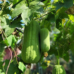 4 Luffa Plants, Live Gourd Loofah Plants 4-6 Inches, Annual Vegetable Seedlings for Gardening