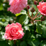 6 Pink Rose Bush Cuttings Plant Live, Rose Climbing Vine Live Plant, 5 to 8'' Tall Cuttings