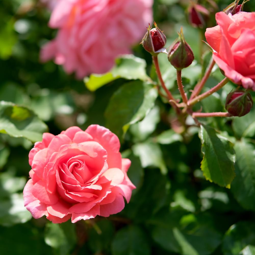 6 Pink Rose Bush Cuttings Plant Live, Rose Climbing Vine Live Plant, 5 to 8'' Tall Cuttings