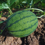4 Live Watermelon Plants, 4 Inches Tall, Watermelon Plant Live Pot, Live Red Watermelon Plants for Gardening Indoor Outdoor