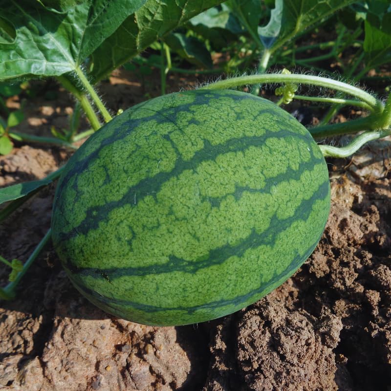 4 Live Watermelon Plants, 4 Inches Tall, Watermelon Plant Live Pot, Live Red Watermelon Plants for Gardening Indoor Outdoor