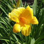 Set 10 Yellow Daylily Bulbs for Planting, Hardy Perennial Lily Roots for Colorful Summer Blooms