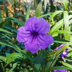 2 Dwarf Purple Mexican Petunia Live Plants, Hardy Mexican Petunia Bush Cold Hardy, Starter Size 5-10 Inches in Tall, No Pot