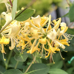 Honeysuckle Plants Live, Vine Gold White Honeysuckle Plants Well-Rooted 5 to 10 Inc Tall, Fast-Growing for Spring Planting