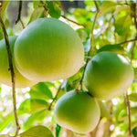 White Pomelo Grapefruit Tree Live Plant, 3 Feet Tall in Pot, Pomelo Grapefruit Grafted Tree, Sweet Pomelo Tree for Planting, No CA, HI, PR, GU, AK