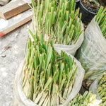 3 Lemon Grass Live Plants, Lemongrass Plants for Outside, Indoor Outdoor Herb Rooted Lemongrass Stalks