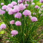 Set 10 Chives Live Plants 2-5 Inches, Hardy Chives Vegetable Plants, Heirloom Leeks Plants Ready to Grow Outdoor