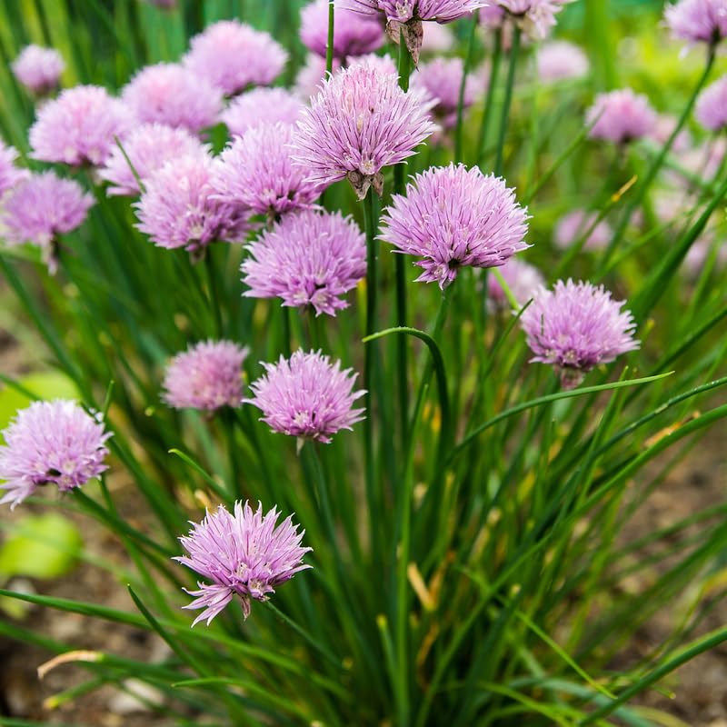 Set 10 Chives Live Plants 2-5 Inches, Hardy Chives Vegetable Plants, Heirloom Leeks Plants Ready to Grow Outdoor