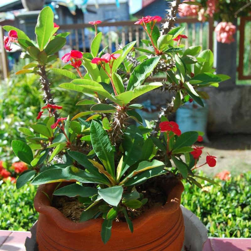 Euphorbia Crown of Thorns Plant, Red Crown of Thorn Plant Live, Succulent Houseplant 4-7 Inches