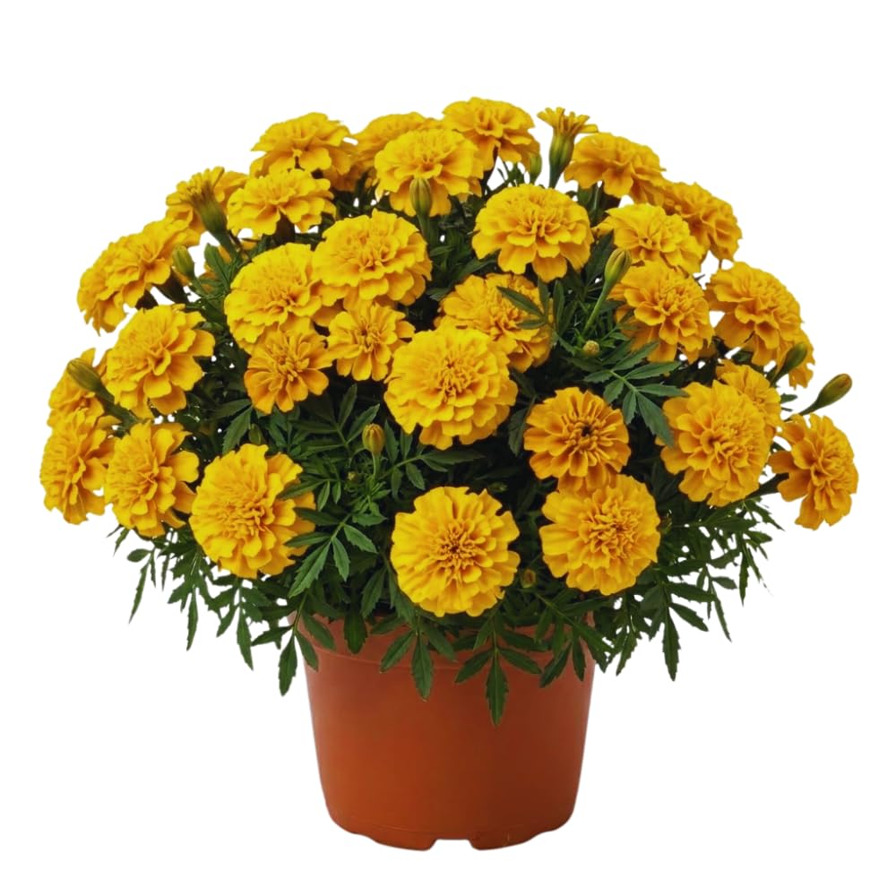 2 Yellow Marigold Plants Live, Marigold Flowers Live Plants, Perennial Flower Garden, Hanging Basket