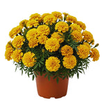 2 Yellow Marigold Plants Live, Marigold Flowers Live Plants, Perennial Flower Garden, Hanging Basket