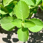 2 Green Cuban Oregano Plants Live, 4-6" Tall Spanish Thyme Mexican Mint for Indoor Outdoor Growing