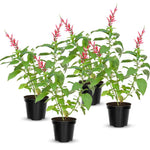 4 Fragrant Sage Salvia Live Plants, Planting in Spring Sage Plants Live, 5 to 10 Inches in Tall, Change Color (Pineapple)
