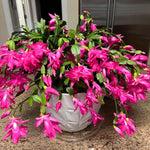 Christmas Cactus Plant Live, Starter Holiday Thanksgiving Cactus Plant for Indoor Outdoor Houseplants, Fasle Easter Cactus Plants Like, Cold Hardy, 5-9" in Tall (Pink)