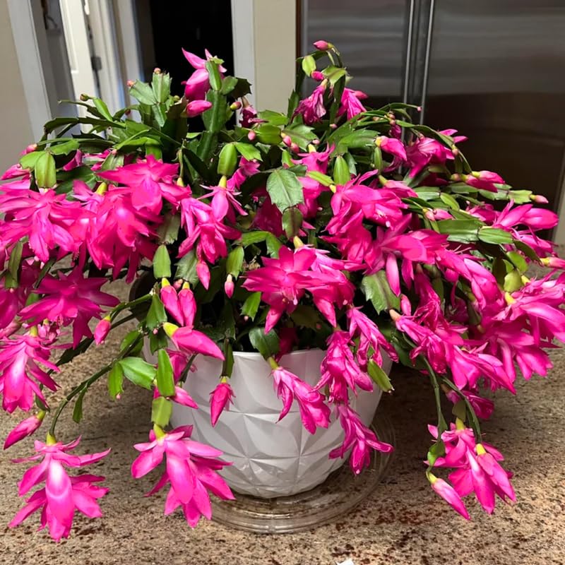 Christmas Cactus Plant Live, Starter Holiday Thanksgiving Cactus Plant for Indoor Outdoor Houseplants, Fasle Easter Cactus Plants Like, Cold Hardy, 5-9" in Tall (Pink)