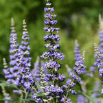 Blue Chaste Vitex Live Plant, Vitex Chaste Tree, Blue Chastes Tree, Flowering Shrub, 5-7 Inches in Height for Growing