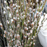 Pussy Willow Plants Live Tree in 2.5 Inch Pot, Home Décor, Ornamental Shrubs, Can Grow As Branches for Vase, Outdoor Planting