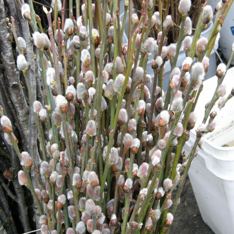 Pussy Willow Plants Live Tree in 2.5 Inch Pot, Home Décor, Ornamental Shrubs, Can Grow As Branches for Vase, Outdoor Planting