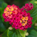 Pack 2 Lantana Live Plants for Planting, Hardy Perennial Lantana Bushes Well Rooted 4-7 Inches, Assorted Blooms (Rose Flowers)