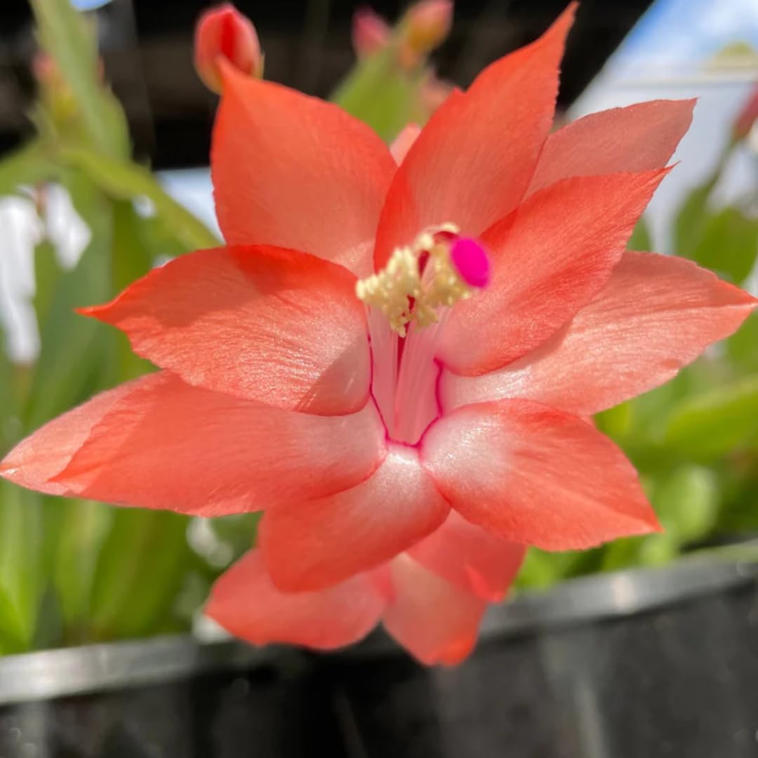 Christmas Cactus Plant Live, Starter Holiday Thanksgiving Cactus Plant for Indoor Outdoor Houseplants, Fasle Easter Cactus Plants Like, Cold Hardy, 5-9" in Tall (Salmon)