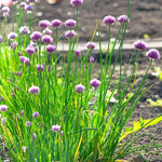 4 Purple Chives Plants Live, Hardy Heirloom Leek Chives Herb Plants for Culinary Outdoor Garden, 4-8" Tall