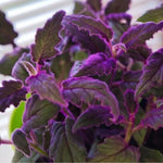 2 Gynura Purple Passion Plants Live, Gynura Aurantiaca Velvet Plant 4-7 Inches Tall for Home and Office, No Pot
