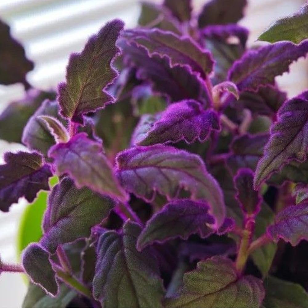 2 Gynura Purple Passion Plants Live, Gynura Aurantiaca Velvet Plant 4-7 Inches Tall for Home and Office, No Pot
