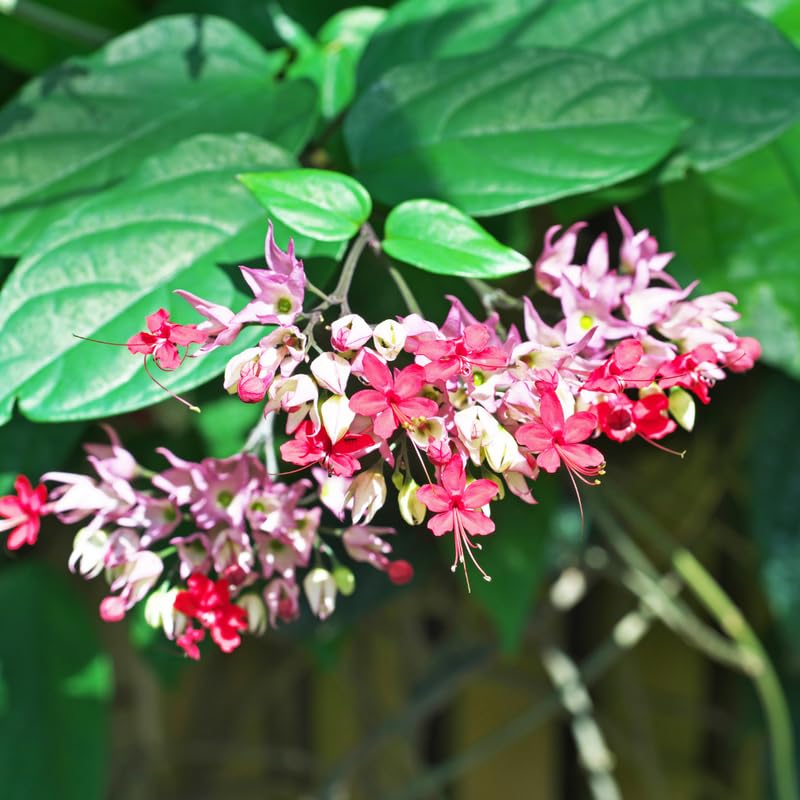 Set 2 Red Purple Bleeding Heart Vine Plants Live, Clerodendrum Live Plant, Bleeding Heart Live Plant - 6-8 Inch Plant, Long Blooming, Perennial