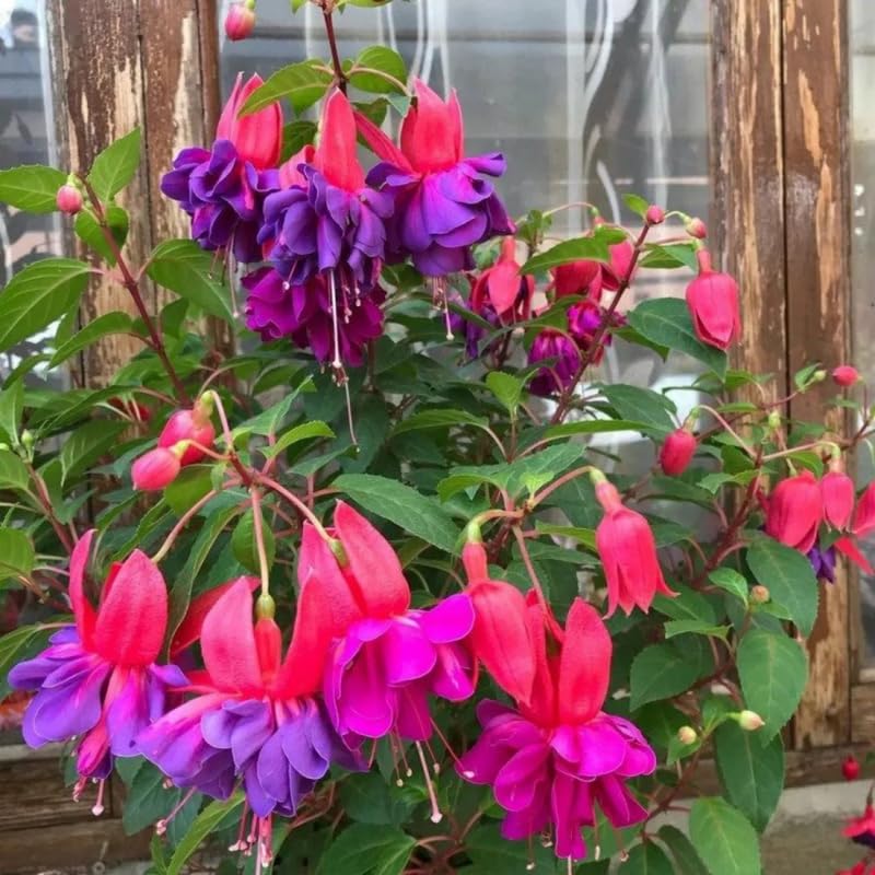 2 Fuchsia Live Plants, 5-9 Inches Tall, Trailing Flowering Fuchsia Plants Live Indoor Outdoor, Purple Red Blooms