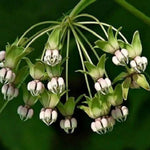 3 Light White Milkweed Plant Live, Asclepias Tuberosa Butterfly Bush, 4-8"