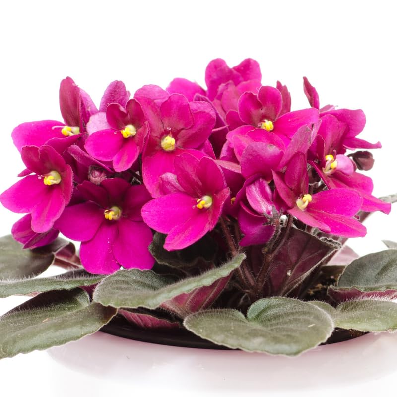 Burgundy Red African Violet Live Plant, 4 Inch Pot African Violets Live Plants, Violets Flowers Houseplants, Perennial Flowering Violet Plant Indoor Garden