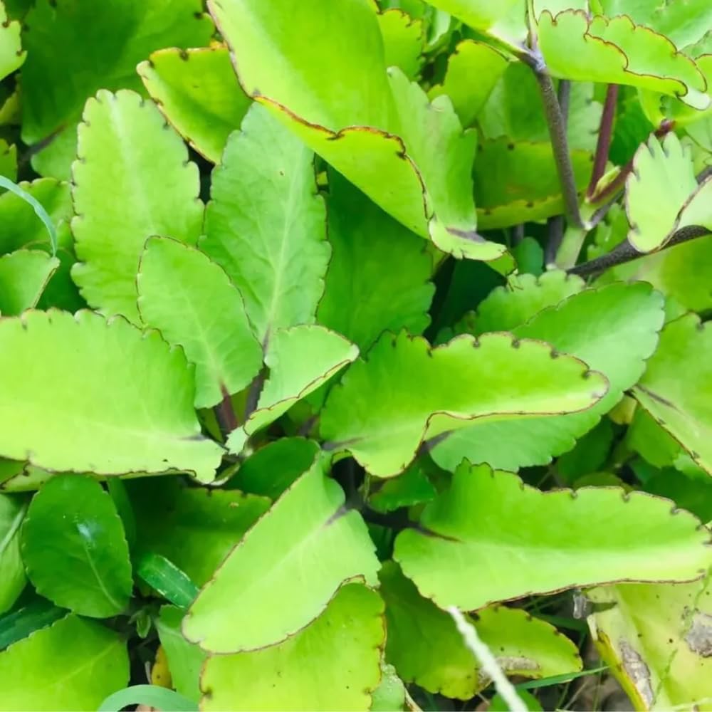 Kalanchoe Pinnata Plant Live for Planting 4-9 Inches Tall, in 4 Inch Pot, Kalanchoe Plant Live Succulent Ready to Grow Indoor Outdoor