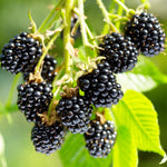 2 Thornless BlackBerry Plants Live for Planting, Sweet BlackBerry Bushes Trees, 5 to 8 Inches Tall, Blackberries Fruit Trees (Chester BlackBerry)