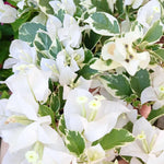 2 Coconut Ice Bougainvillea Plants Live, Flowering Bougainvillea Vine for Outdoor Garden or Trellis, 5-9 Inch Tall, Very Hardy