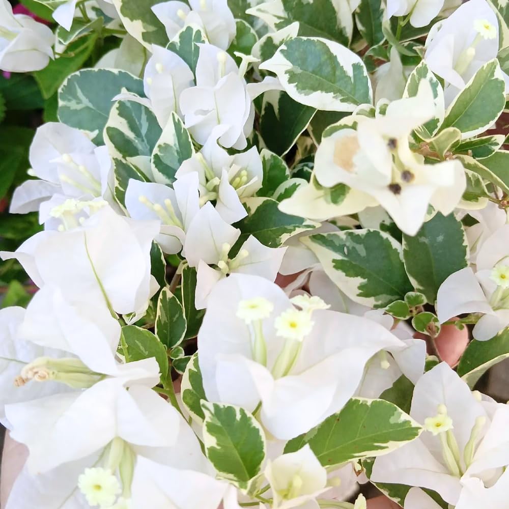 2 Coconut Ice Bougainvillea Plants Live, Flowering Bougainvillea Vine for Outdoor Garden or Trellis, 5-9 Inch Tall, Very Hardy
