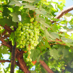 12 Sweet Green Grape Vines Cuttings 8-12'' Tall, High Yielding, Perennial Grape Vine for Growing Outdoor